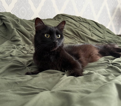 picture of the cat needing adoption