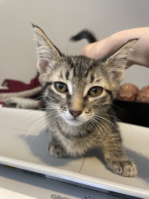 picture of the cat needing adoption