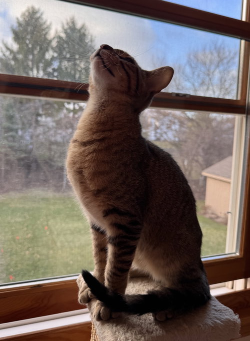 Vega, Baby Tabby / Domestic Short Hair / Mixed (short coat), cat for adoption in Orland Park, Illinois