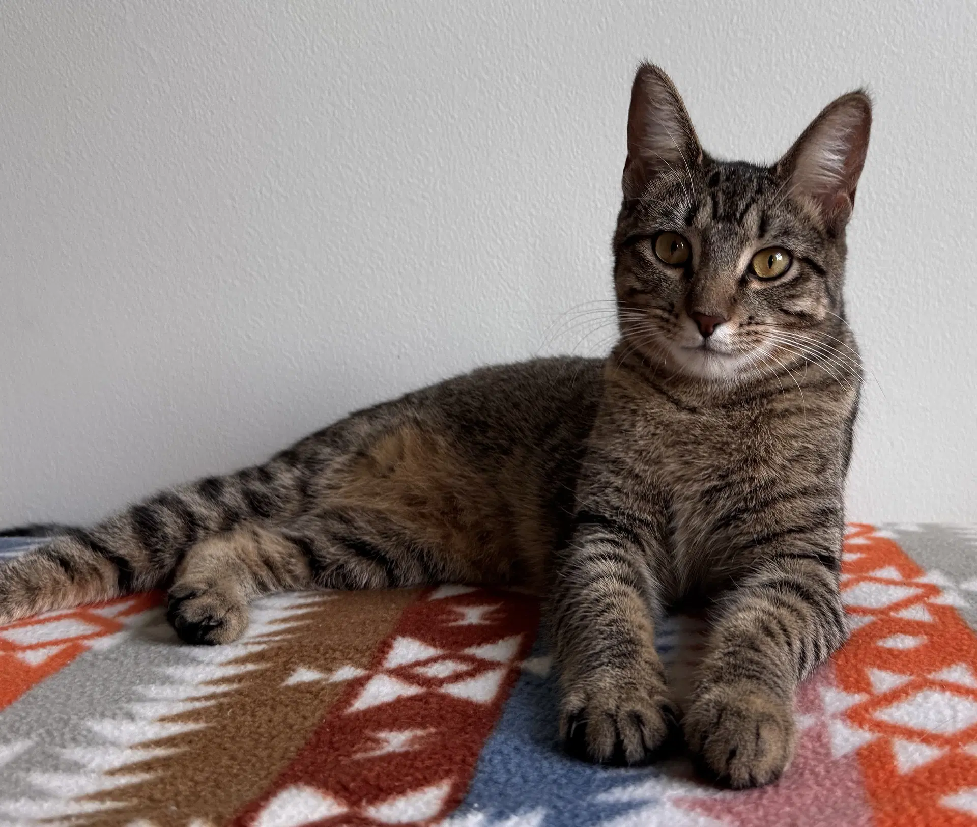 Vega - Tabby