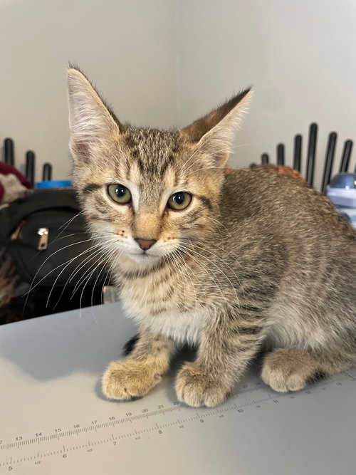 picture of the cat needing adoption