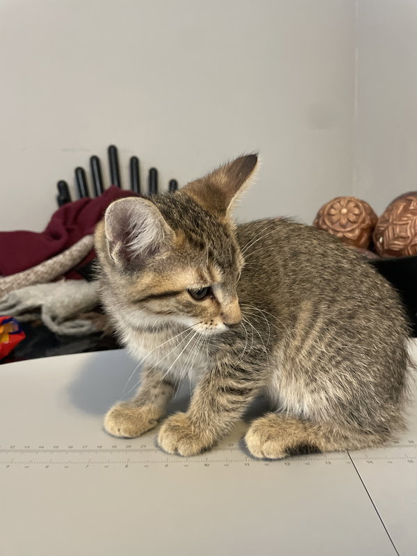 Nova