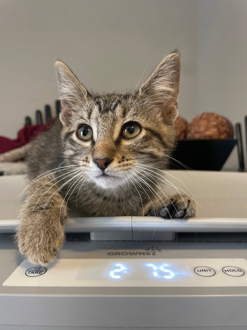 picture of the cat needing adoption