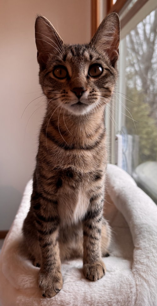 Lyra, Baby Tabby / Domestic Short Hair / Mixed (short coat), cat for adoption in Orland Park, Illinois