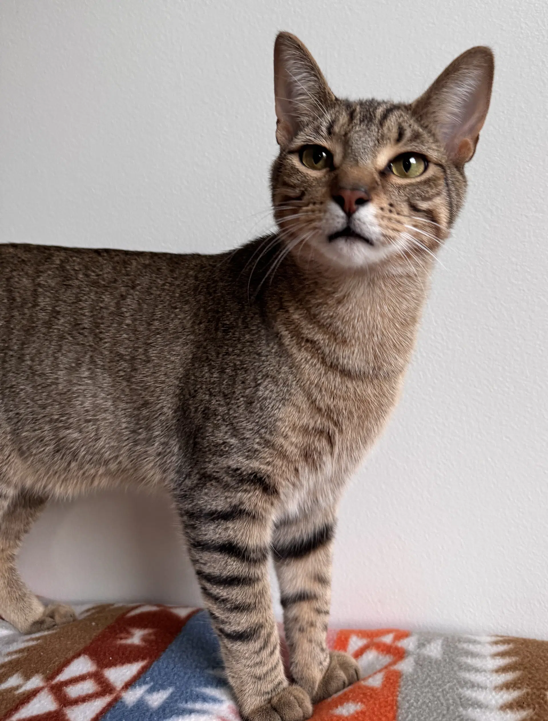 Lyra - Tabby