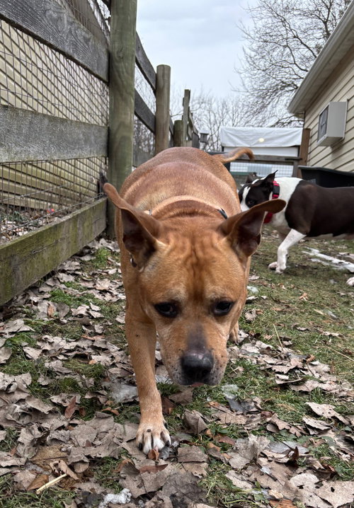 Baxter — thumbnail 7