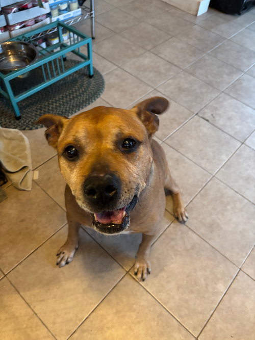 Baxter — thumbnail 8