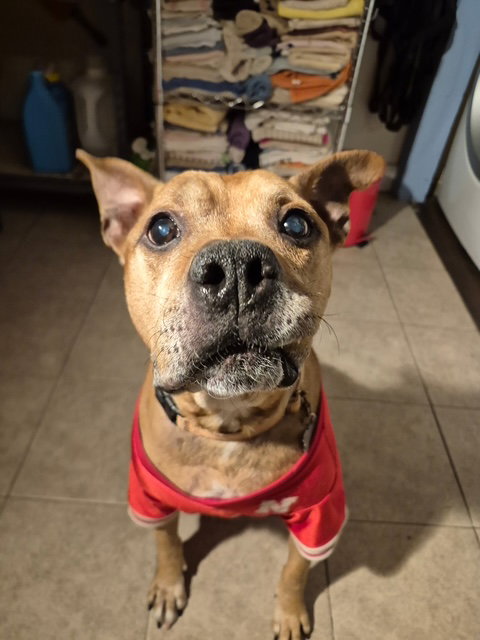 Baxter — thumbnail 2