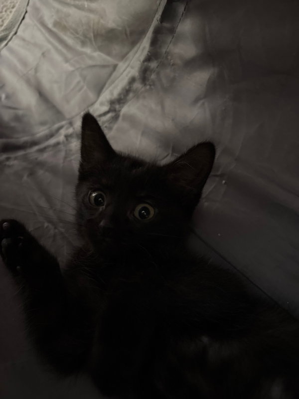 Jet