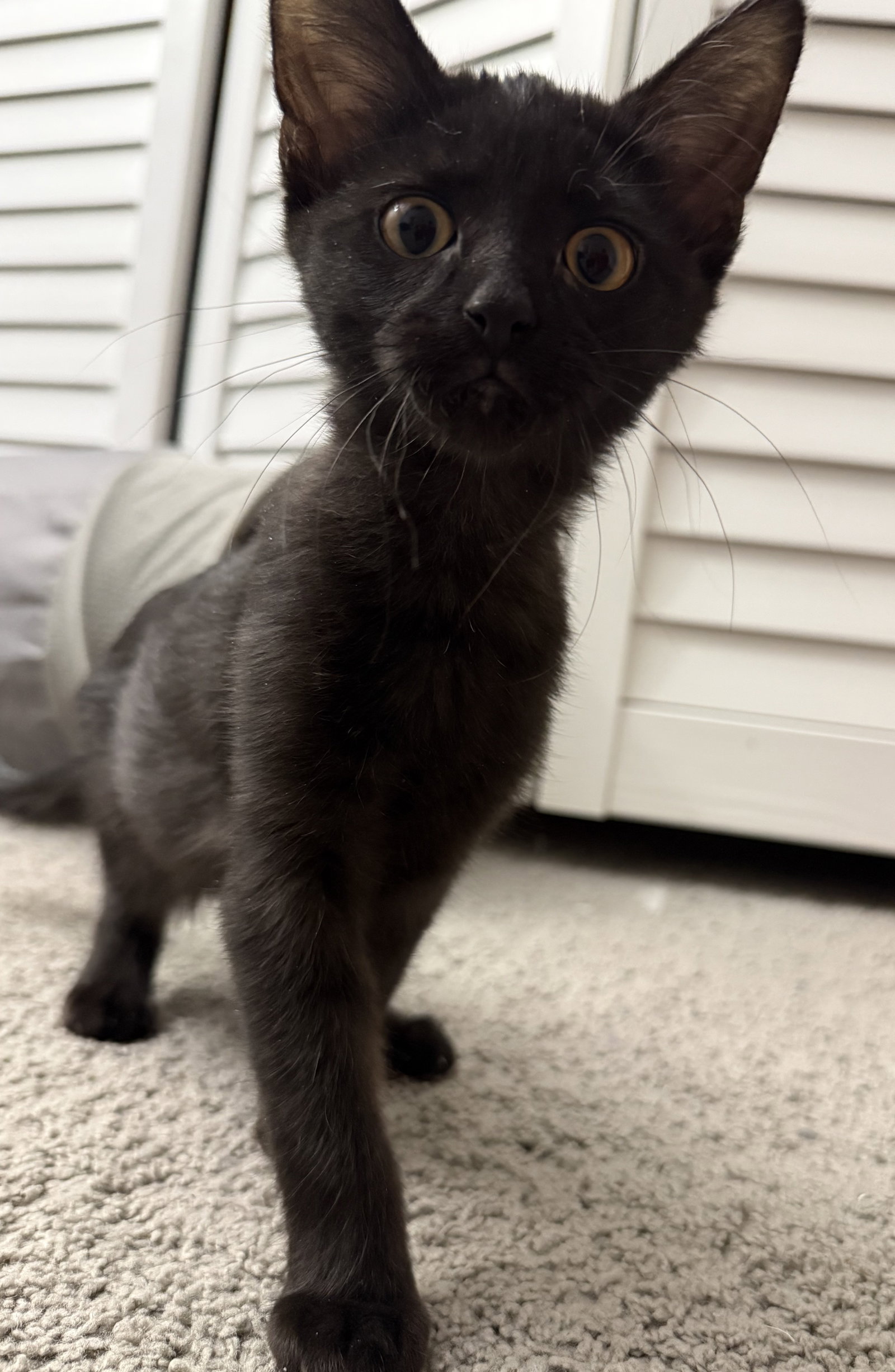 Jet