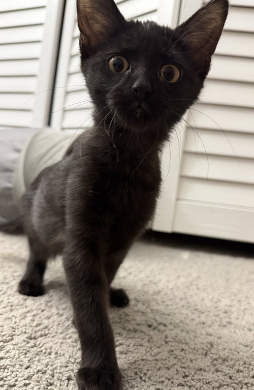 picture of the cat needing adoption
