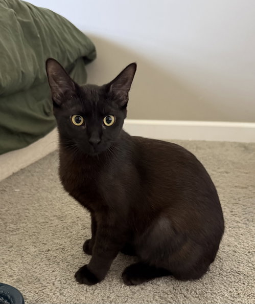 Jet, an adoptable Domestic Short Hair in Wauconda, IL