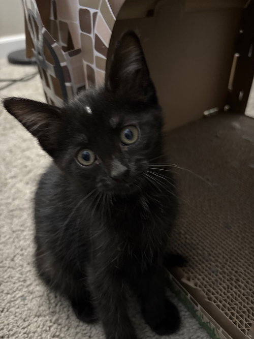 picture of the cat needing adoption
