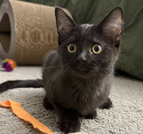picture of the cat needing adoption