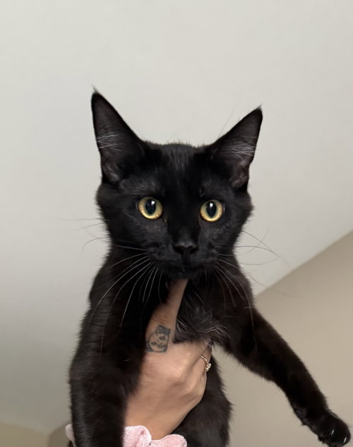 Noir, an adoptable Domestic Short Hair in Wauconda, IL