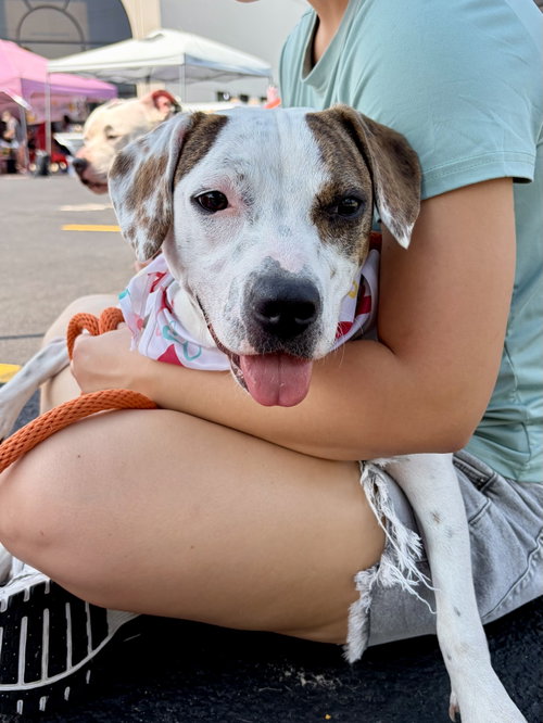 picture of the dog needing adoption