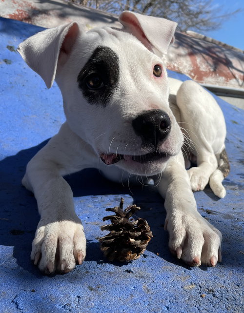 picture of the dog needing adoption