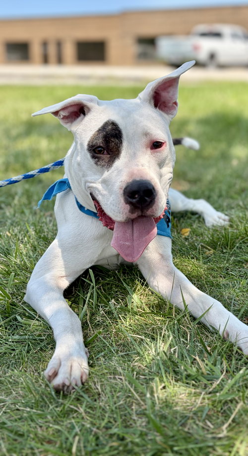 picture of the dog needing adoption