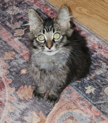 Scruffy, photo 9