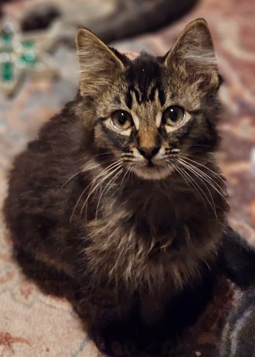 Photo 3 of Scruffy