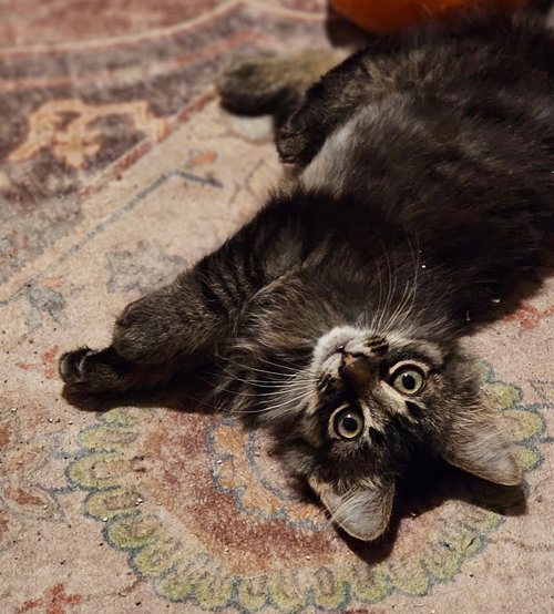 Scruffy, an adoptable Tabby in Wauconda, IL
