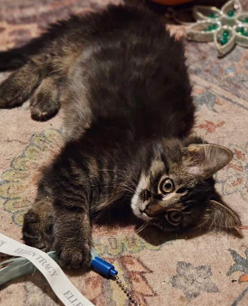 Photo 2 of Scruffy