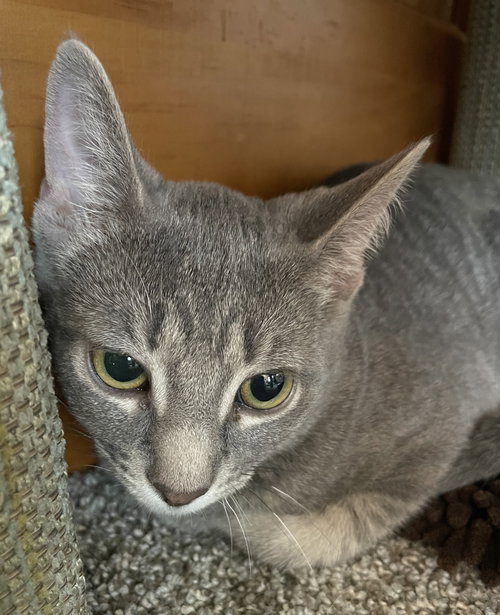 Nyda, an adoptable Tabby in Wauconda, IL