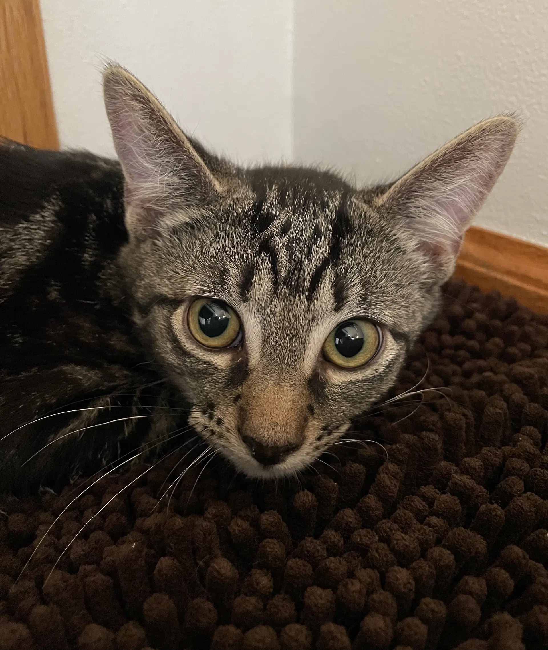 Moonlight - Tabby