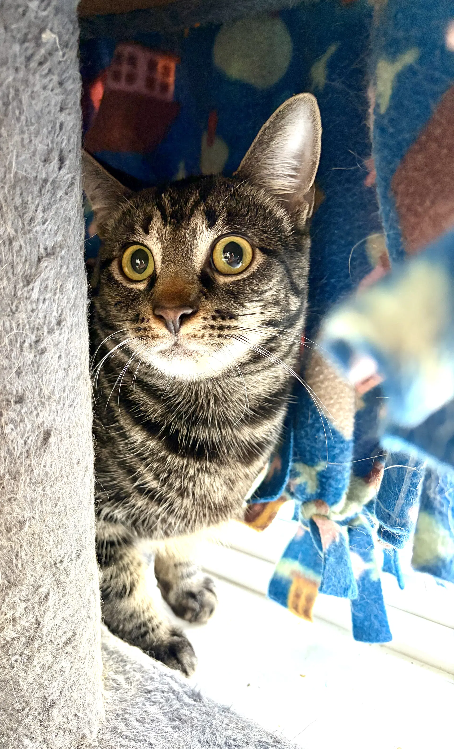 Moonlight - Tabby