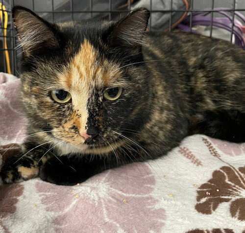 Boggie, Adult Tortoiseshell / Domestic Short Hair / Mixed (short coat), cat for adoption in Orland Park, Illinois