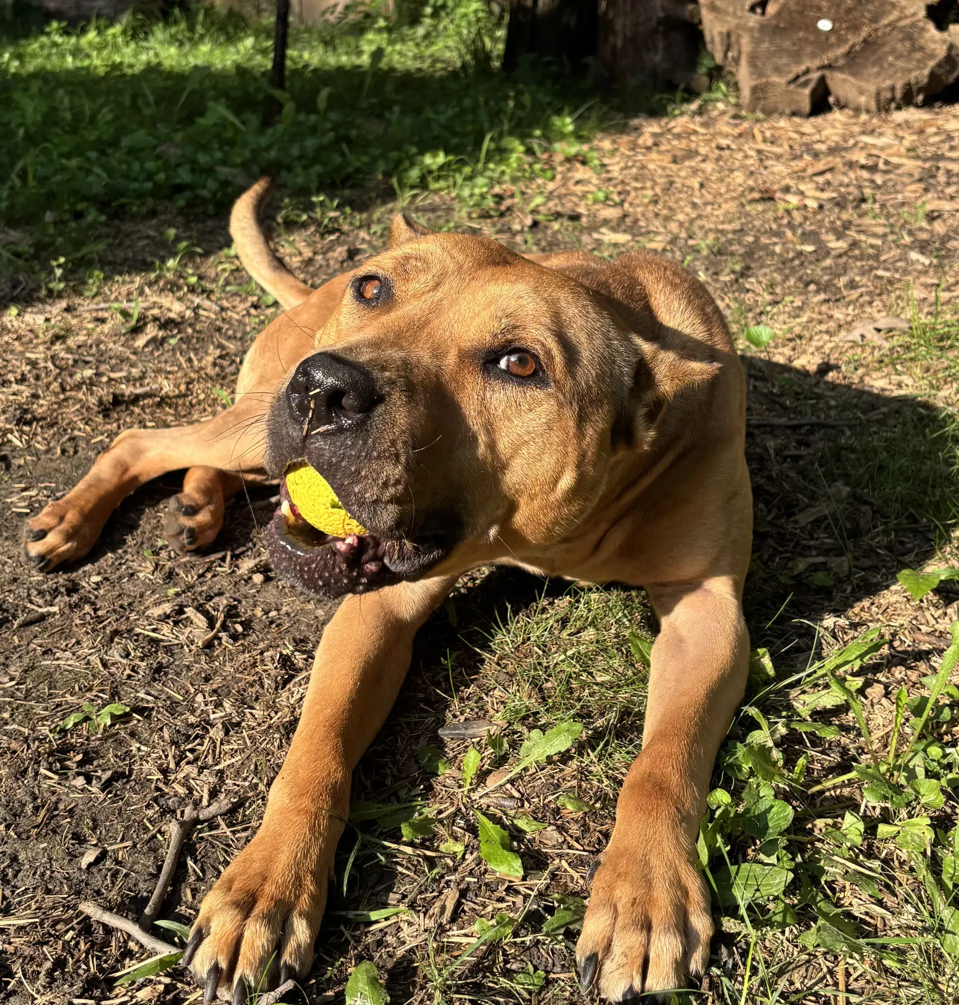 Sugar - American Pit Bull Terrier