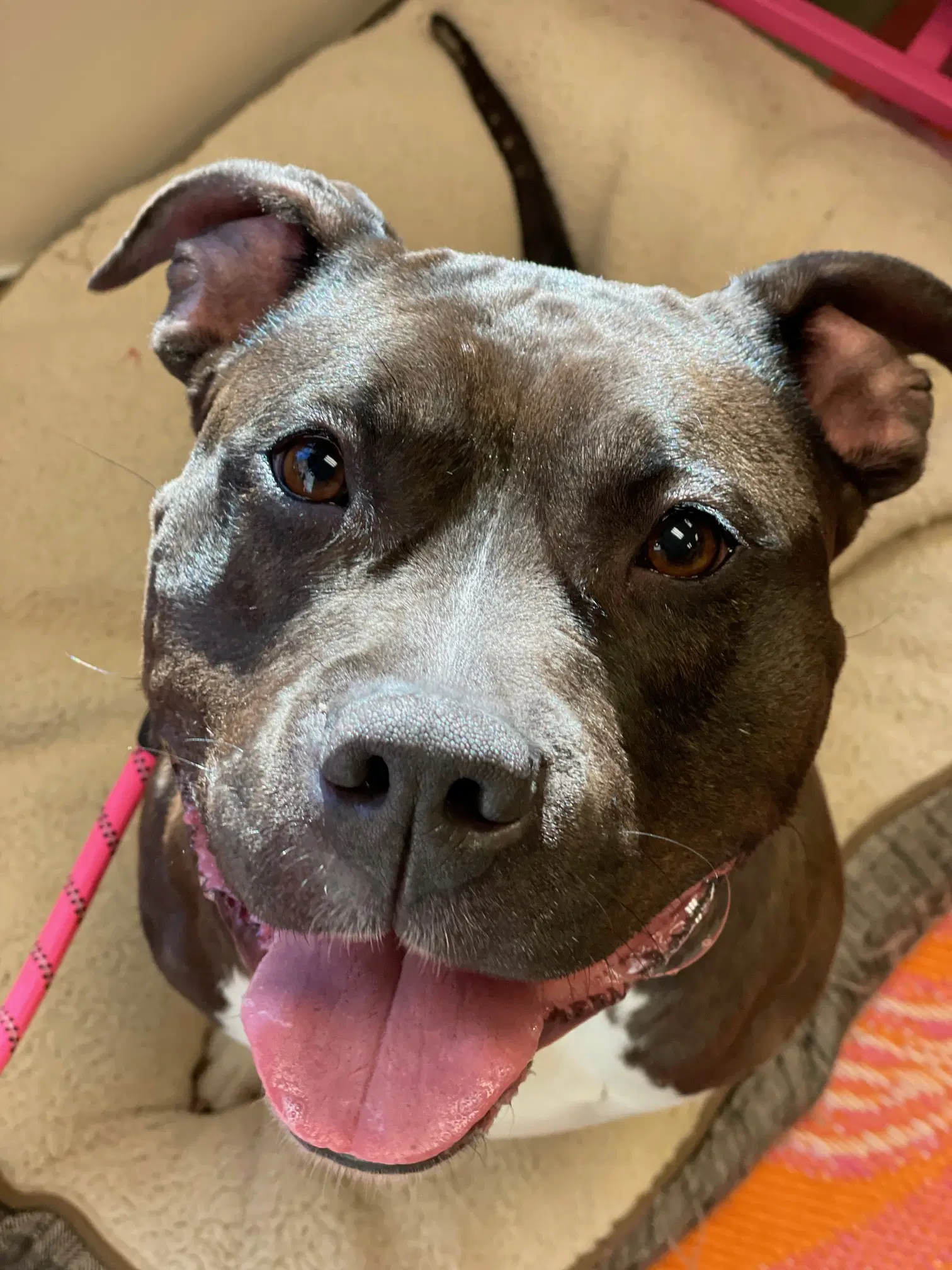 Max - American Pit Bull Terrier