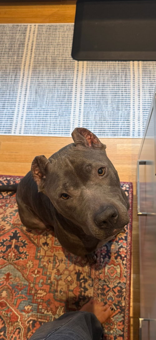 picture of the dog needing adoption