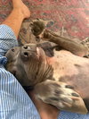Toby - Photo 2