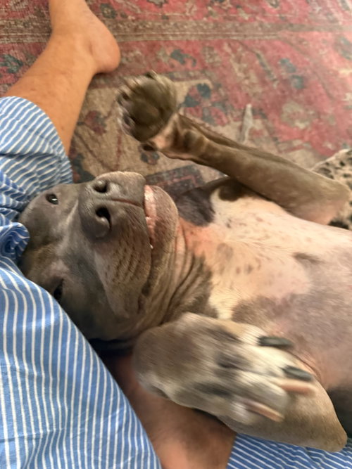 TOBY - American Pit Bull Terrier available for adoption