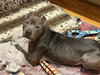 Toby - Photo 3