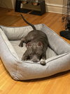 Toby - Photo 4