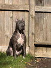 Toby - Photo 6