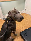 Toby - Photo 7