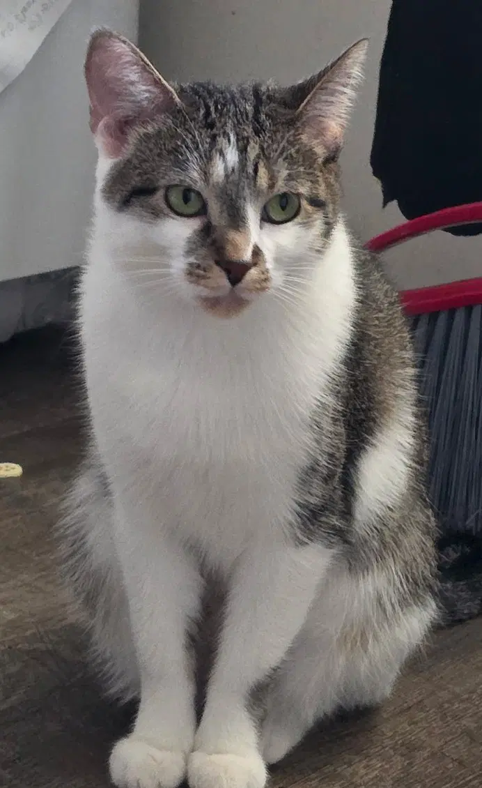 Dart - Tabby