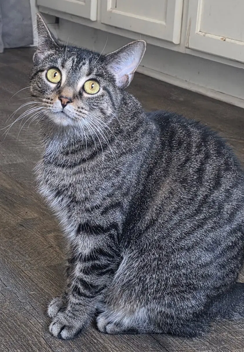Arielle - Tabby