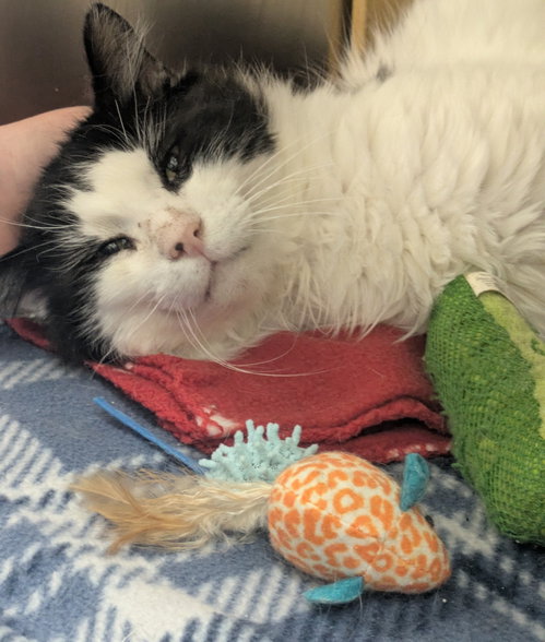 Gilbert, an adoptable Domestic Long Hair in Wauconda, IL