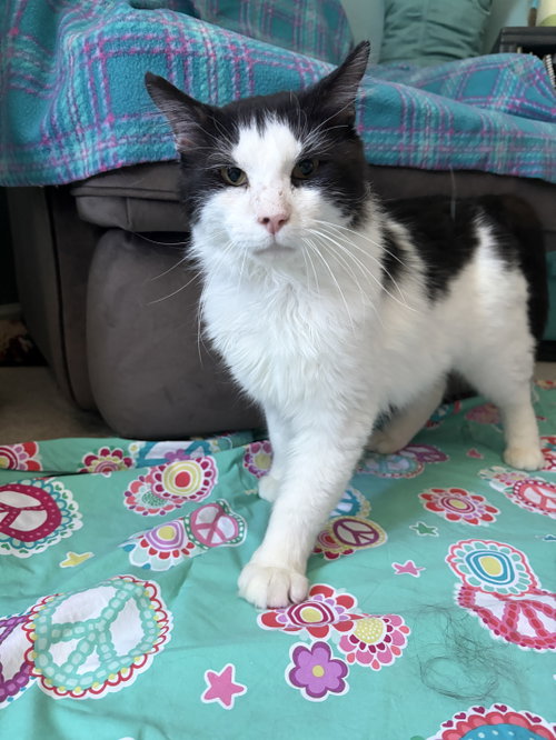 Gilbert, Adult Domestic Long Hair / Maine Coon / Mixed (long coat), cat for adoption in Des Plaines, Illinois