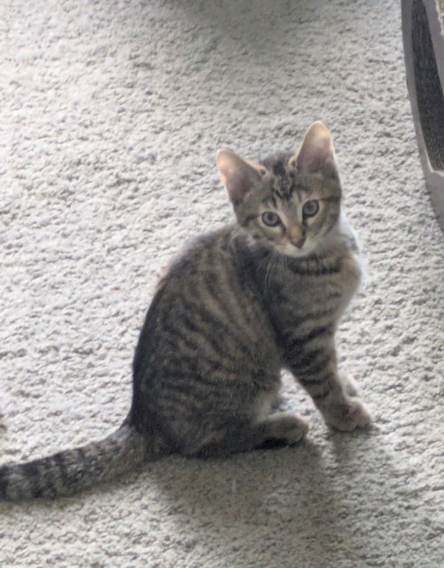 Blueberry, an adoptable Domestic Short Hair in Wauconda, IL