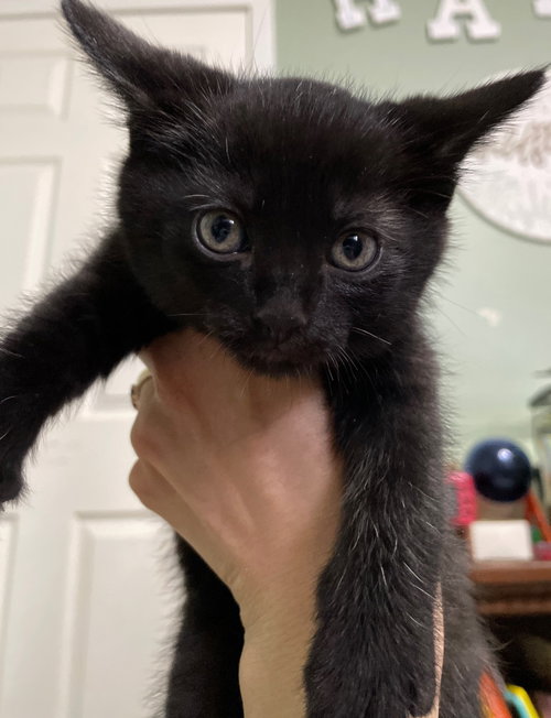 Kranberry, an adoptable Domestic Short Hair in Wauconda, IL