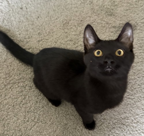 Kranberry, a cat for adoption from Redemption Road Rescue Rehab Inc.