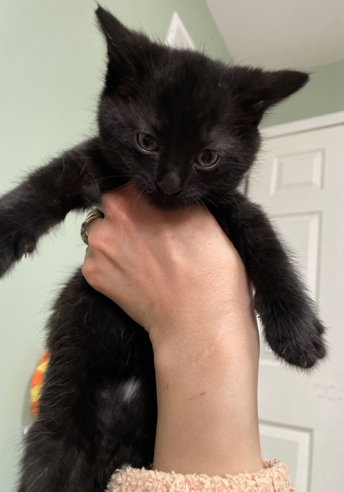 Blackberry, an adoptable Domestic Short Hair in Wauconda, IL