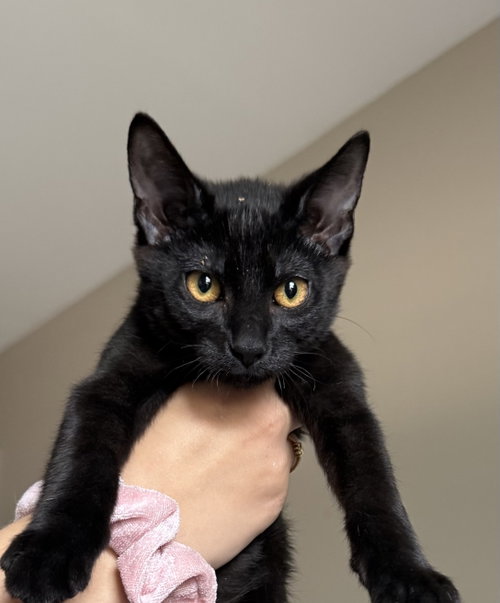 Blackberry, a cat for adoption from Redemption Road Rescue Rehab Inc.