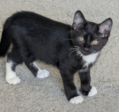 Strawberry, an adoptable Domestic Short Hair in Wauconda, IL