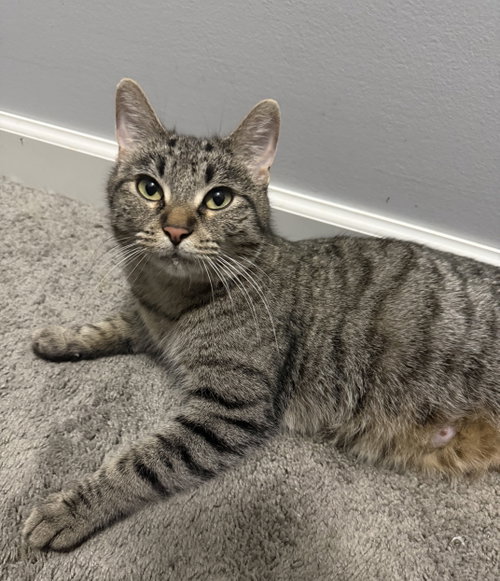 Boysenberry, an adoptable Tabby in Wauconda, IL